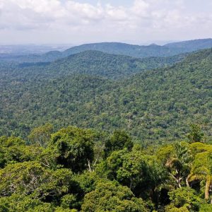 Emissão de títulos verdes aumenta 700% em dois anos