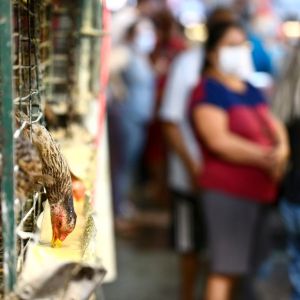 Foto de uma galinha em uma gaiola no meio de uma feira com pessoas em volta